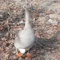 غاز نر|حیوانات مزرعه|ارومیه, |دیوار