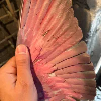 ۶ عدد کفتر خوب|پرنده|احمدآبادمستوفی, |دیوار