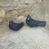 یک جفت سیاه خوب|پرنده|مرودشت, رودبال|دیوار