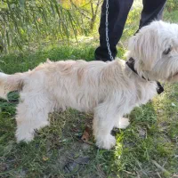 سگ  زیبا اروم باهوش|سگ|گرگان, |دیوار