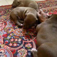 توله پیت بول|سگ|تهران, شارق|دیوار