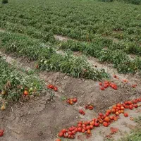 ۵هکتار زمین کشاورزی با آب دایرموتور وقنات|فروش دفتر صنعتی، کشاورزی، تجاری|کهریزک, |دیوار