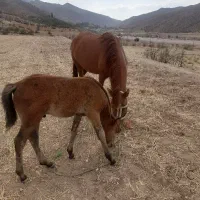 مادیان بدون کره