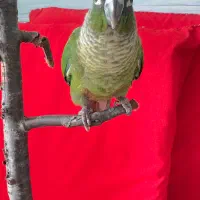 طوطی گرینچیک نر رام خیلی باهوش|پرنده|جویبار, |دیوار