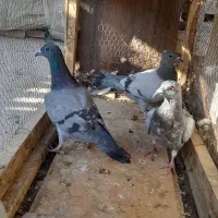 کبوتر جوانه فروشی