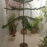 کاج جزیره نورفک