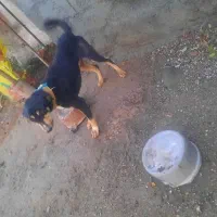 سگ رودان|سگ|رودان, |دیوار