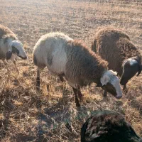 کاور نر گوشتی