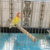 طوطی برزیلی|پرنده|گلستان (تهران), |دیوار