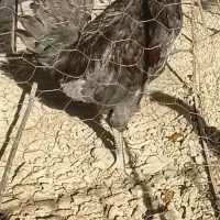 خروس گلین جوان