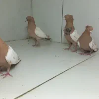 سینه زرد|پرنده|مشهد, عامل|دیوار