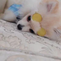 معاوضه سگ پامرین فقط با گربه