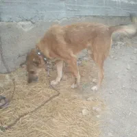 واگذاری سگنگهبان نر گله ای دهن پاک