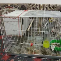 جفت عروس هلندی دستی و سخنگو|پرنده|مشهد, ادیب نیشابوری (شهرک غرب)|دیوار