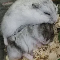 همستر کمپل|موش و خرگوش|دزفول, |دیوار