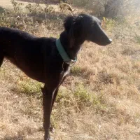 تازی سالوکی|سگ|دیواندره, |دیوار