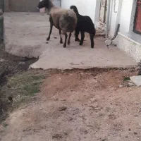 یک عدد گوسفند بره دار ویک ماده شیشک جنس|حیوانات مزرعه|مینودشت, |دیوار