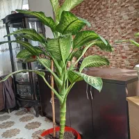 گل دیفن باخیا