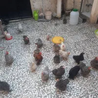 فروش مرغ و خروس کوشین