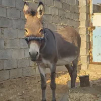 الاغ