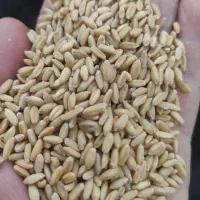 گندم جو مخلوط کبوترارزن دان پرندگان