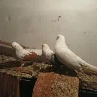 کفتر|پرنده|اردبیل, |دیوار