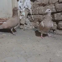 کبوتر فروشی