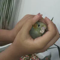 جوجه عروس هلندی ۴۰ روزه