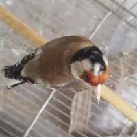 سهره جفتی قناری جوجه سهره قناری