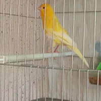 قناری ماده سوپر آماده