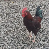 خروس محلی دورگه درشت