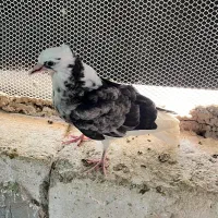 جوجه کبوتر صد تومن