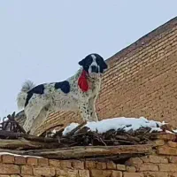 واگزاری سگ روزگاری