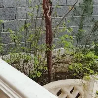جویای اتاق و همخونه