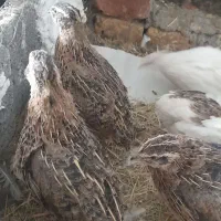 ماکت‌بلدرچین ایوان|اسباب‌بازی بچه|ایلام, |دیوار