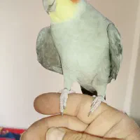 طولی ملنگو نر و عروس هلندی