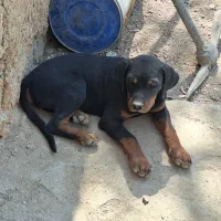 روتوایلر چهار ماه