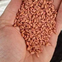 بذر گندم فرانسوی|گل و گیاه طبیعی|سرپل ذهاب, |دیوار