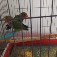 فروش عروس هلندیو کوتوله برزیلی|پرنده|شیراز, جوادیه|دیوار