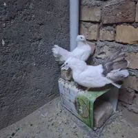 کبوتر و جوجه میناطوری|پرنده|بیرجند, |دیوار