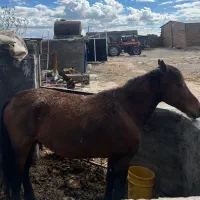 اسب نریون ۵سال