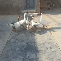 غاز|پرنده|چغادک, |دیوار