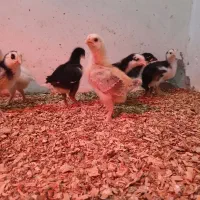جوجه جهادی ۶ روزه