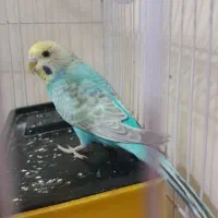 مرغ عشق جفت|پرنده|قزوین, |دیوار