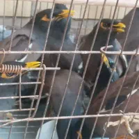 پرنده مینا رسید جفت قیمت خیلی مفت چت غیر فعال