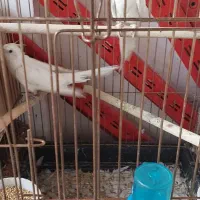 دو جفت عروس هلندی البینو ضمانتی|پرنده|بوکان, |دیوار