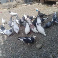 کبوتراهمگی دونه ای150|پرنده|بلوک, |دیوار