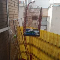 قفس عروس هلندی