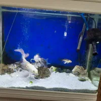 اکواریوم و ماهی|ماهی|قم, نیروگاه|دیوار