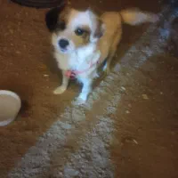 سگ  پاپی پامراشپیتز حرف گوش کن|سگ|مبارکه, |دیوار